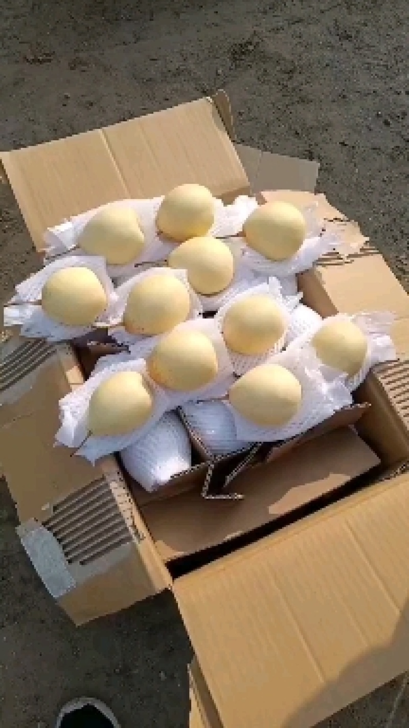 水晶鸭梨出口东南亚中亚五国俄罗斯国内大市场品质有保障货多