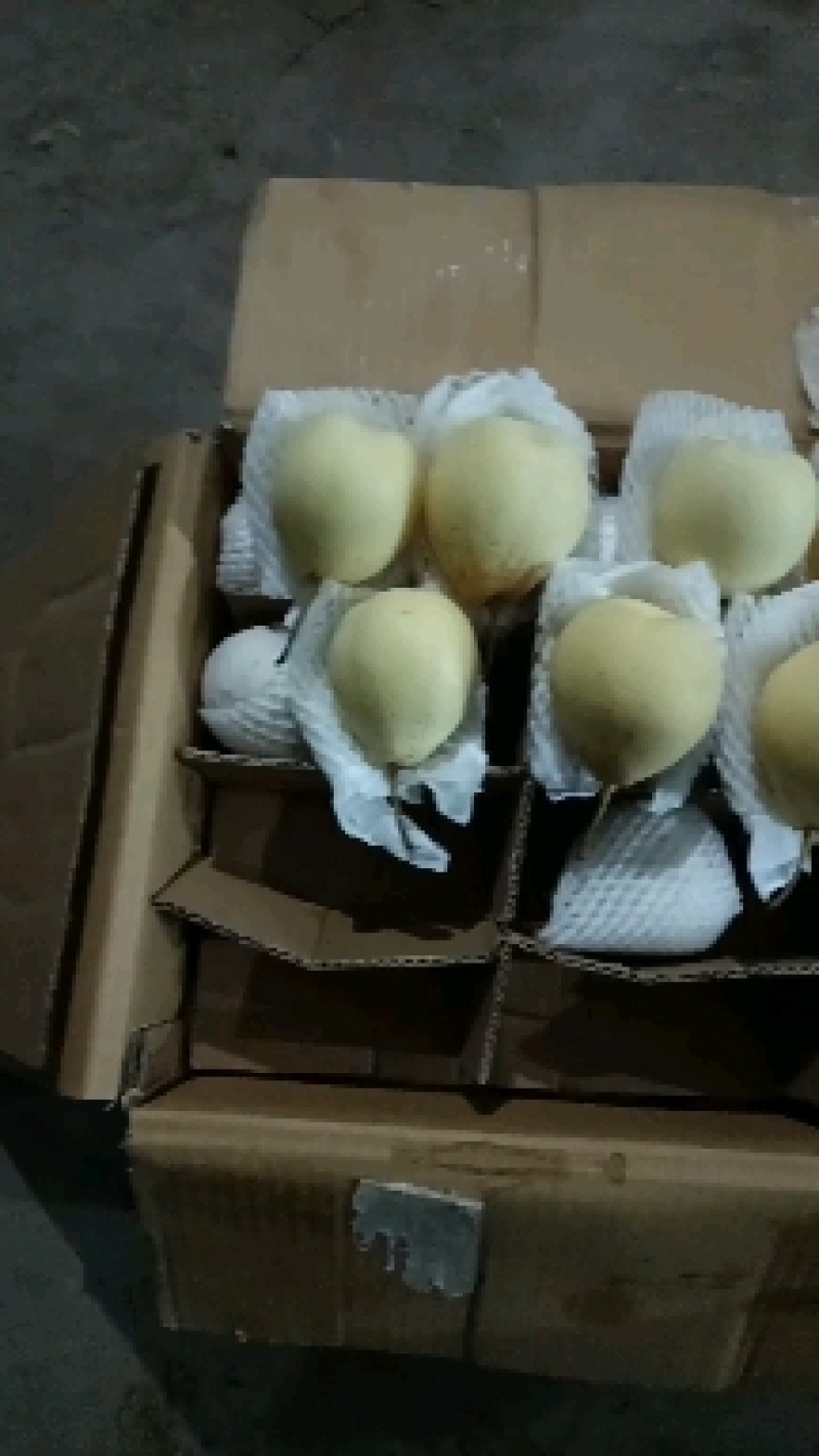 水晶鸭梨出口东南亚中亚五国俄罗斯国内大市场品质有保障货多