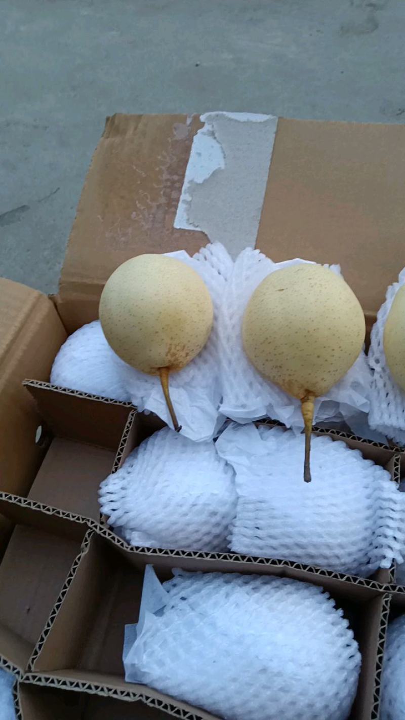 水晶鸭梨出口东南亚中亚五国俄罗斯国内大市场品质有保障货多