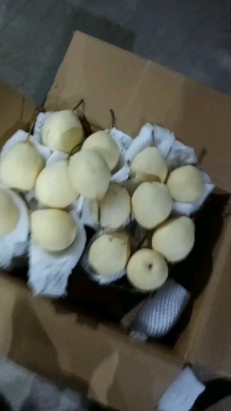 水晶鸭梨出口东南亚中亚五国俄罗斯国内大市场品质有保障货多