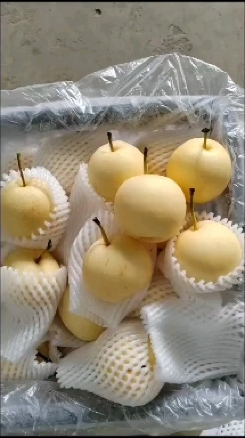 水晶鸭梨出口东南亚中亚五国俄罗斯国内大市场品质有保障货多