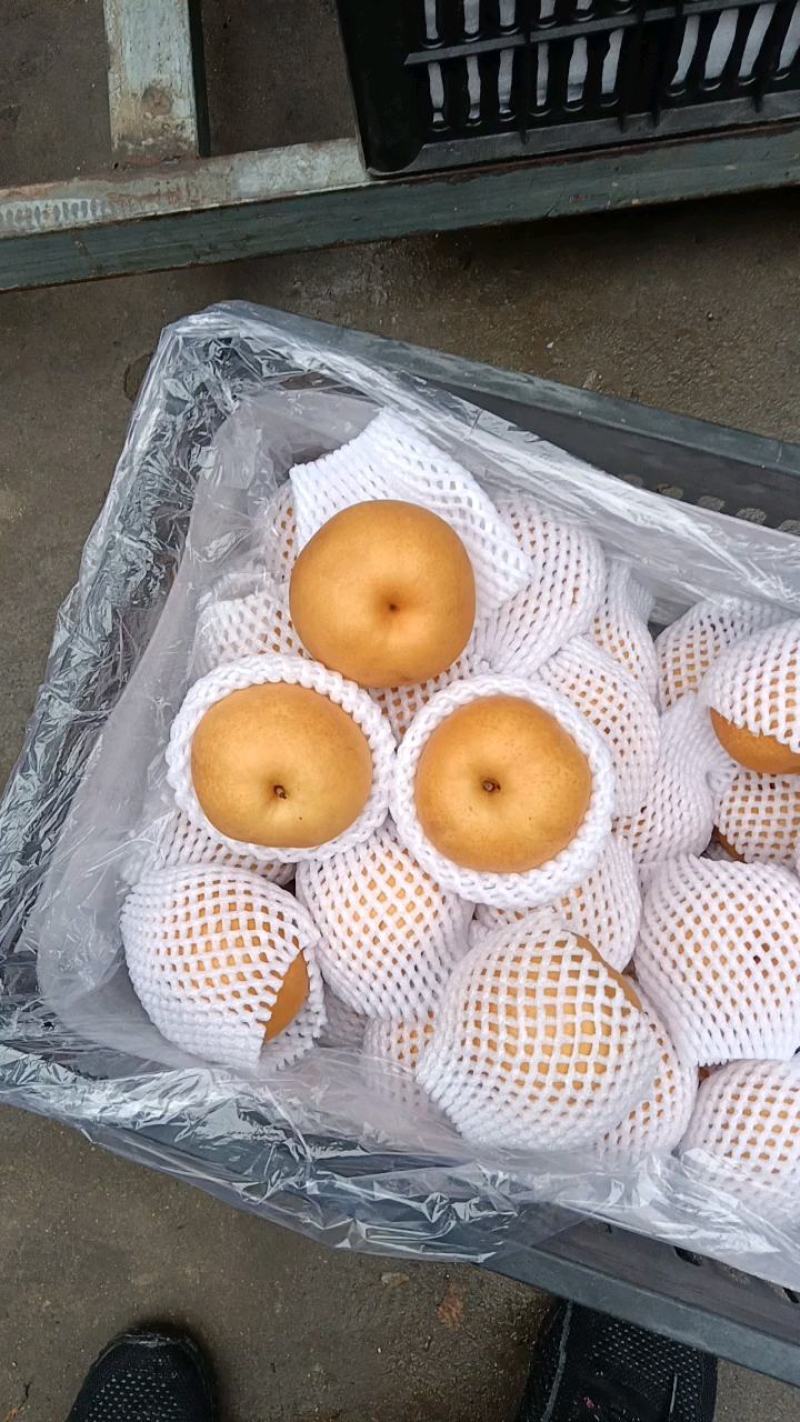 水晶鸭梨出口东南亚中亚五国俄罗斯国内大市场品质有保障货多