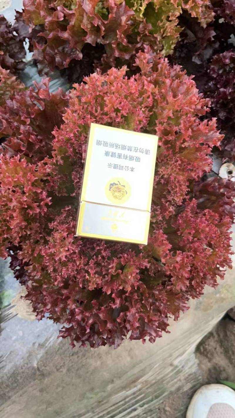 纯生态种植