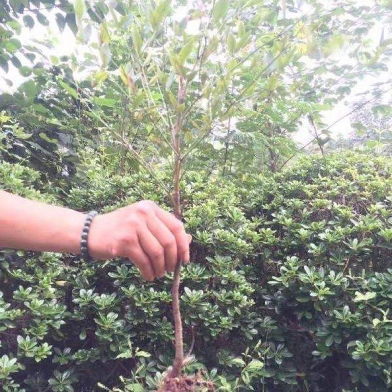 红天竹