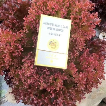 纯生态种植