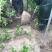 红叶石楠