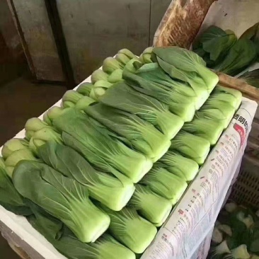 云南蔬菜上海青，油菜，一手货源品质优良。货源充足，冷库打