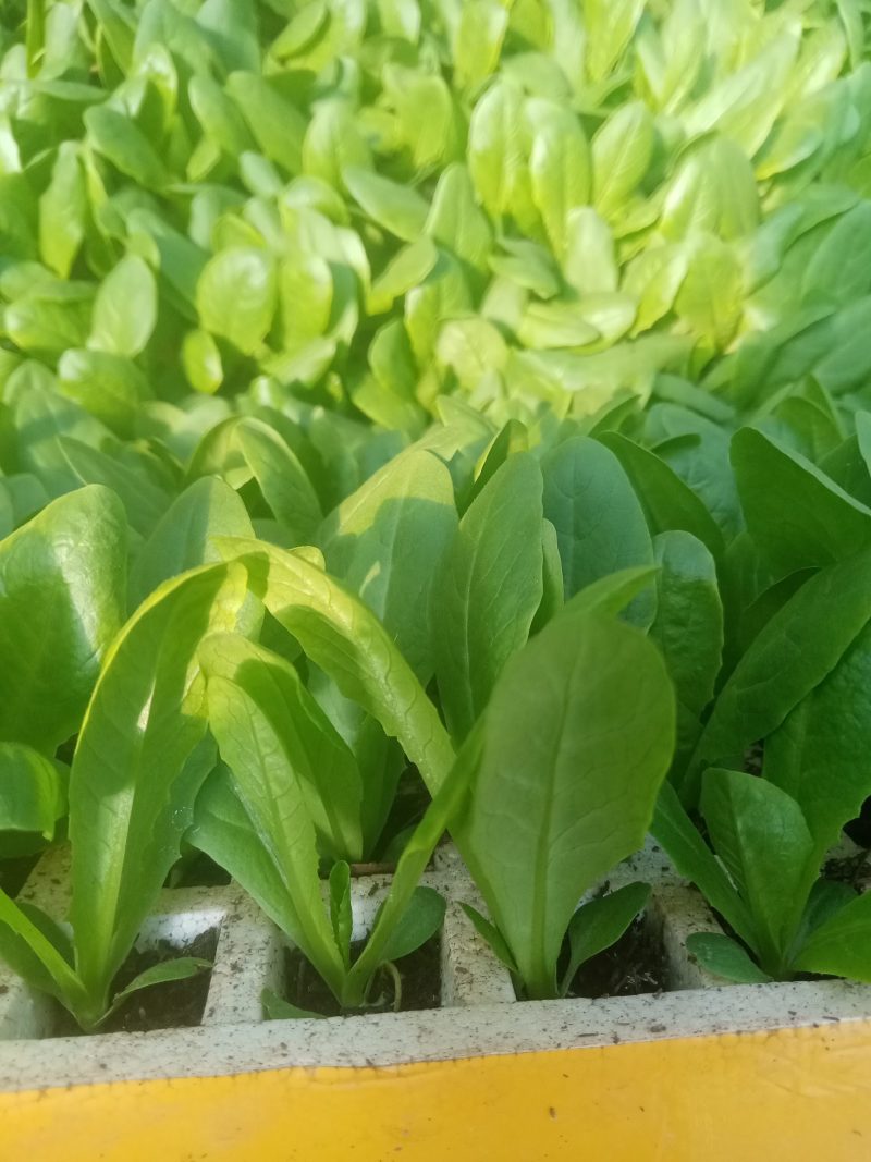 正宗云南昆明嵩明县三青莴笋苗产地直发，快来选购