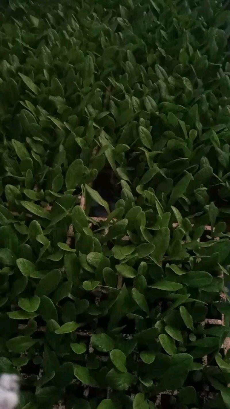 正宗云南昆明嵩明县三青莴笋苗产地直发，快来选购