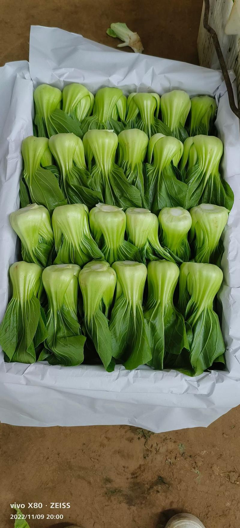 云南蔬菜上海青，油菜，一手货源品质优良。货源充足，冷库打