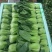 云南蔬菜上海青，油菜，一手货源品质优良。货源充足，冷库打