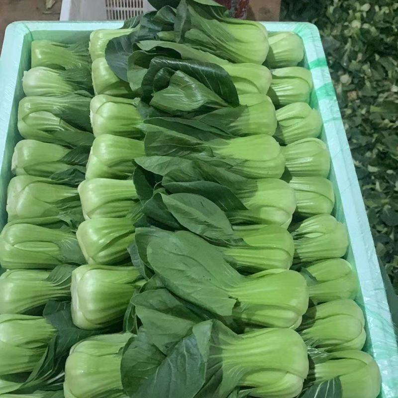 云南蔬菜上海青，油菜，一手货源品质优良。货源充足，冷库打