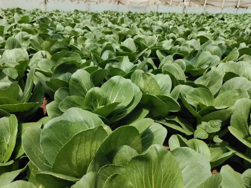 云南蔬菜上海青，油菜，一手货源品质优良。货源充足，冷库打