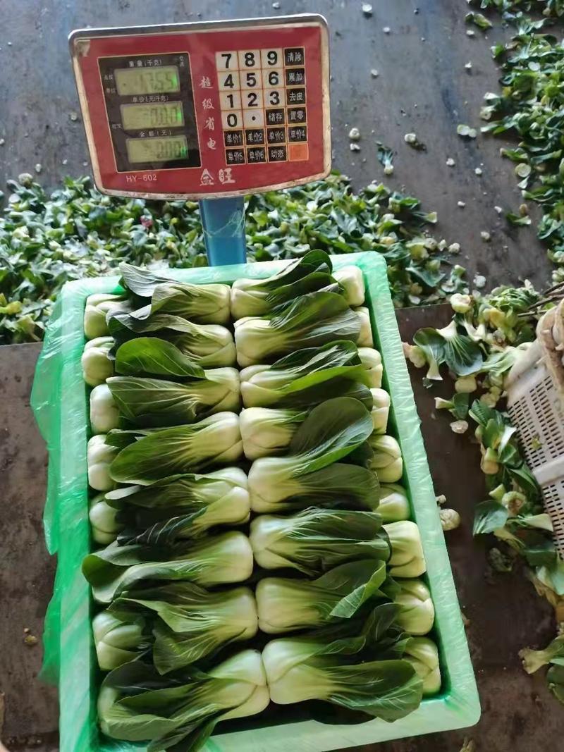 云南蔬菜上海青，油菜，一手货源品质优良。货源充足，冷库打