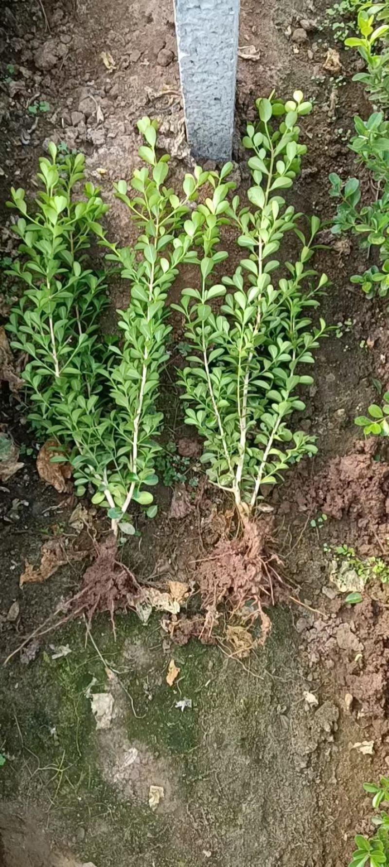 山东瓜子黄杨，产地供应，移栽好活，量大从优，欢迎选购
