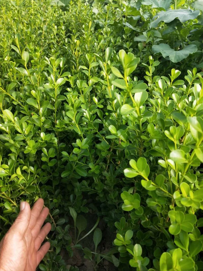 山东瓜子黄杨，产地供应，移栽好活，量大从优，欢迎选购