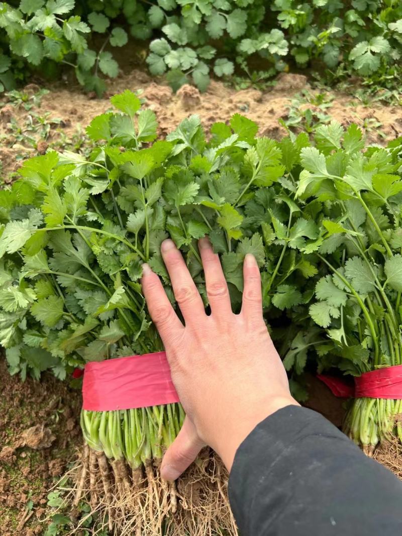 邯郸永年一手货源香菜大量有货价格优惠