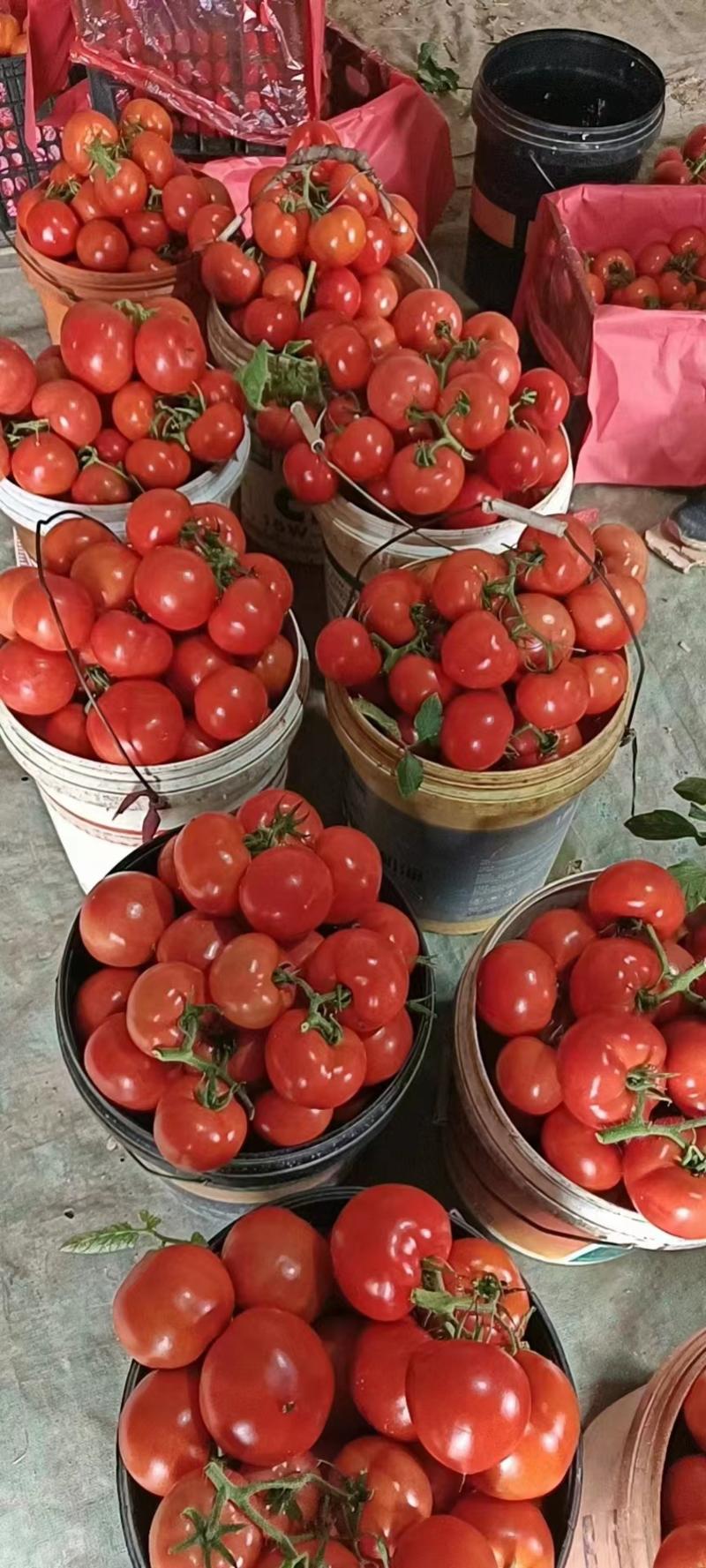 《大红西红柿》山东优质大红西红柿产地批发