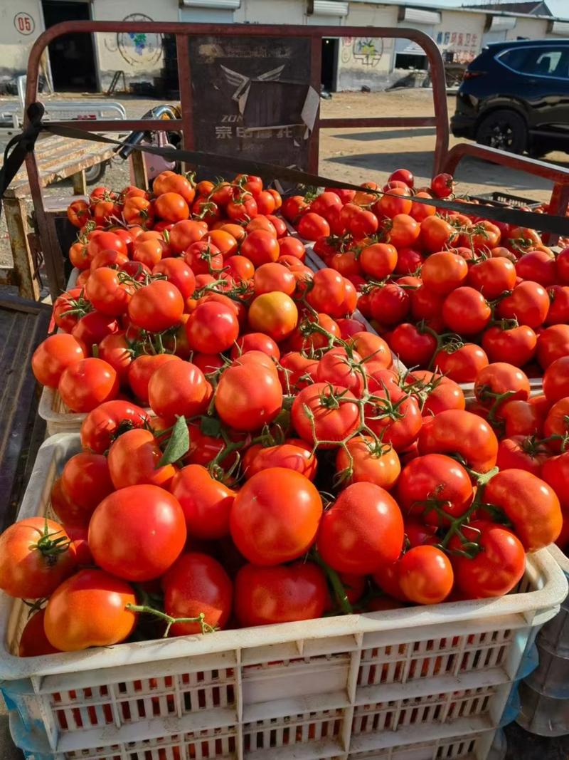 《大红西红柿》山东优质大红西红柿产地批发