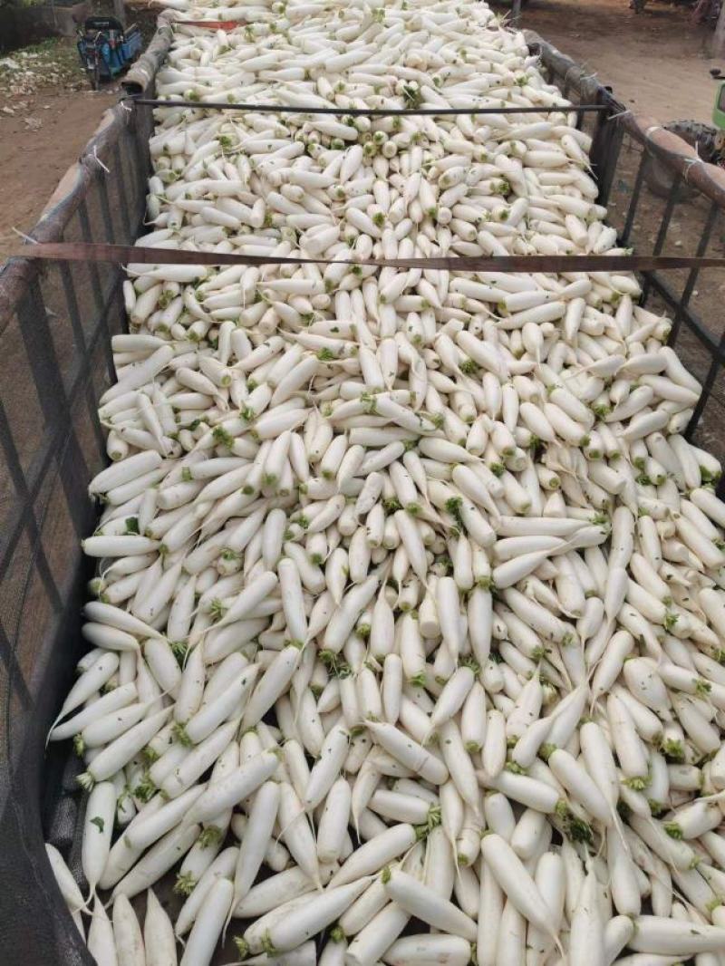 白萝卜大量供应水洗加工发市场电商加工厂