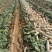 白萝卜大量供应水洗加工发市场电商加工厂