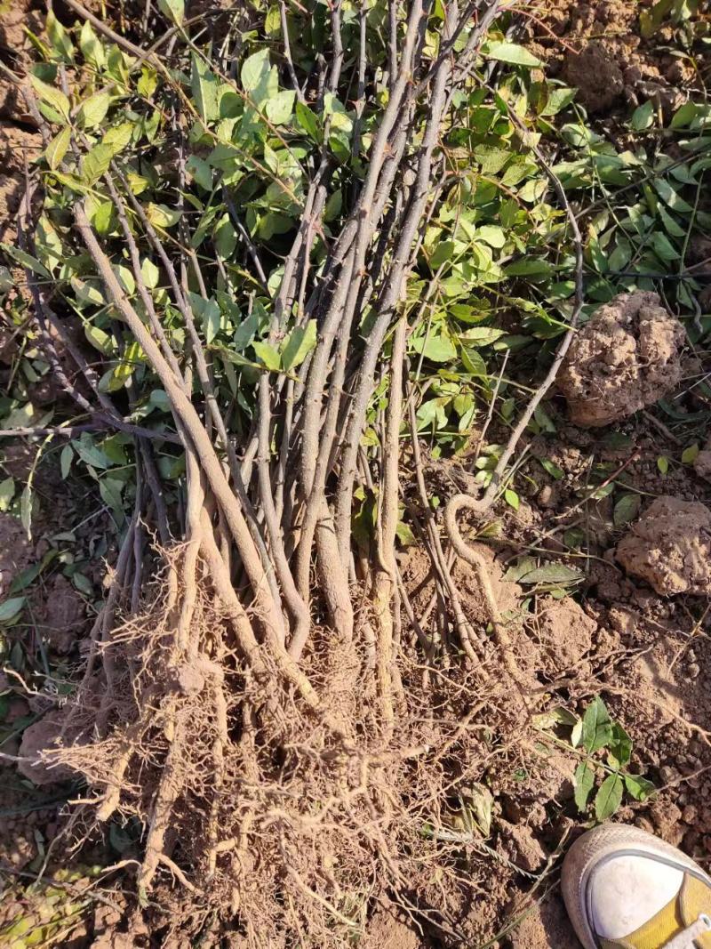 花椒苗中华名椒花穗大子粒饱满，皮厚麻香浓郁适中