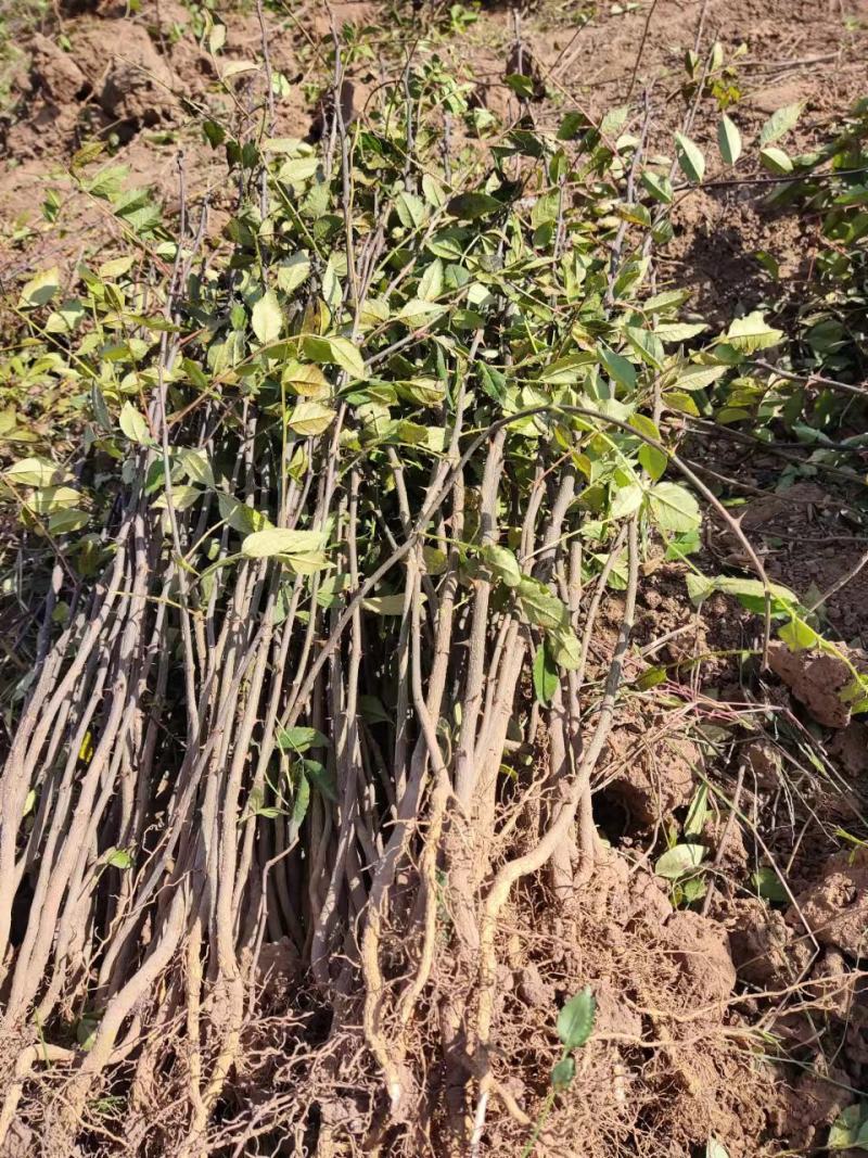 花椒苗中华名椒花穗大子粒饱满，皮厚麻香浓郁适中