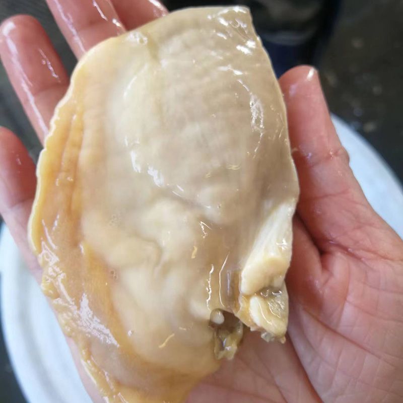 板冻河蚌肉原产地厂价批发冰鲜蚌壳肉原料货源足