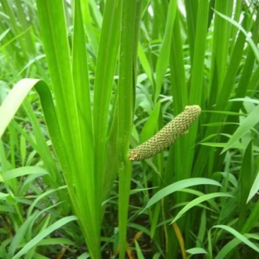 水菖蒲苗