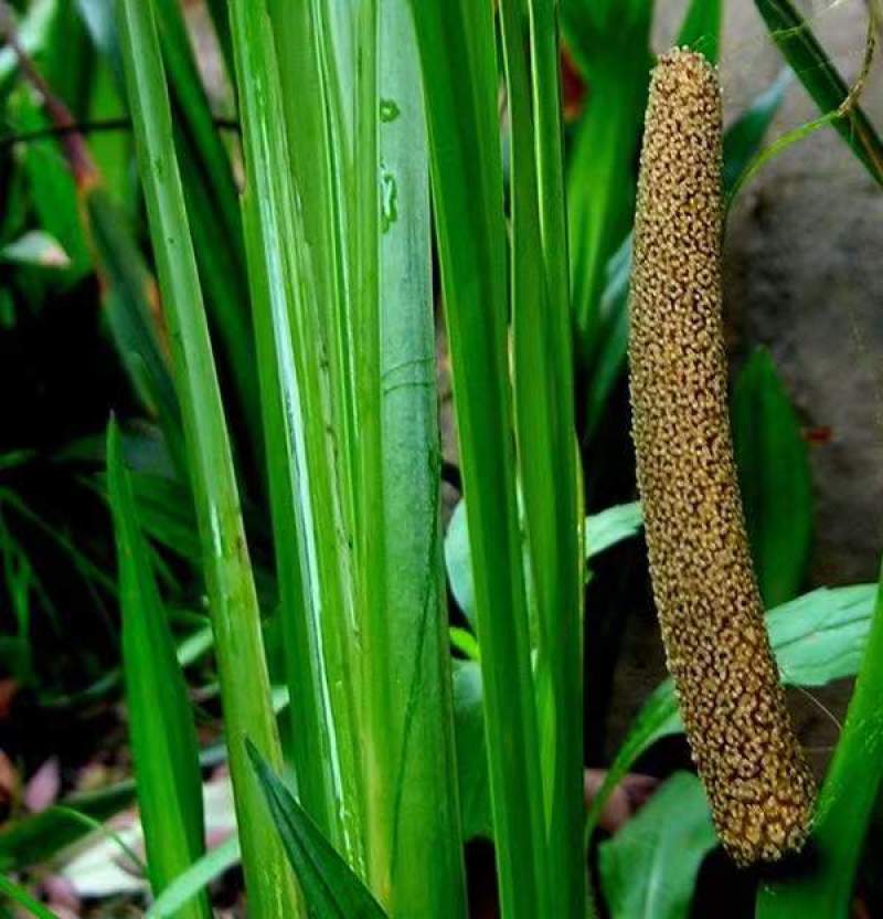 水菖蒲苗