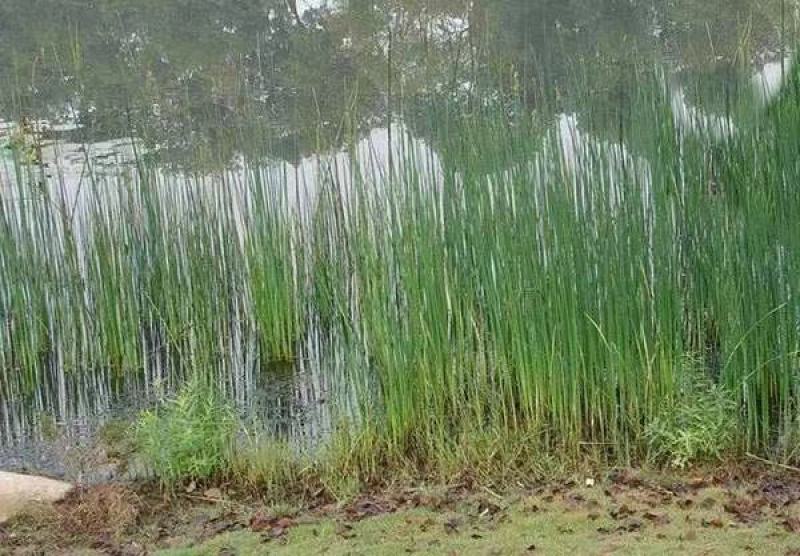 水葱