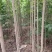 杜仲树苗，国树《植物黄金树》，被李时珍誉为药树，全树皆可