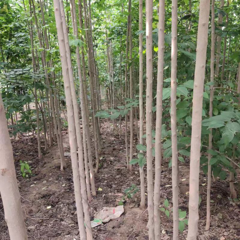 杜仲树苗，国树《植物黄金树》，被李时珍誉为药树，全树皆可