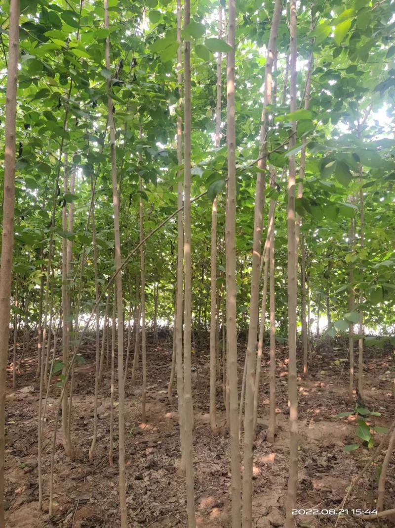 杜仲树苗，国树《植物黄金树》，被李时珍誉为药树，全树皆可