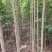 杜仲树苗，国树《植物黄金树》，被李时珍誉为药树，全树皆可