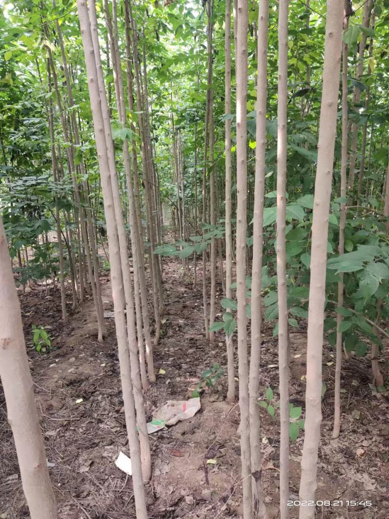 杜仲树苗，国树《植物黄金树》，被李时珍誉为药树，全树皆可
