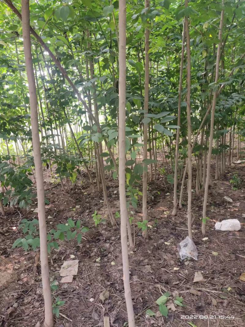 杜仲树苗，国树《植物黄金树》，被李时珍誉为药树，全树皆可
