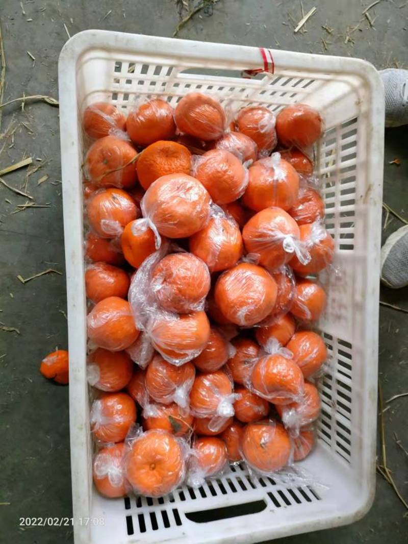 湖北芦柑椪柑大量上市，果型偏圆，皮易剥，大量有货