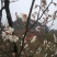 乌梅花