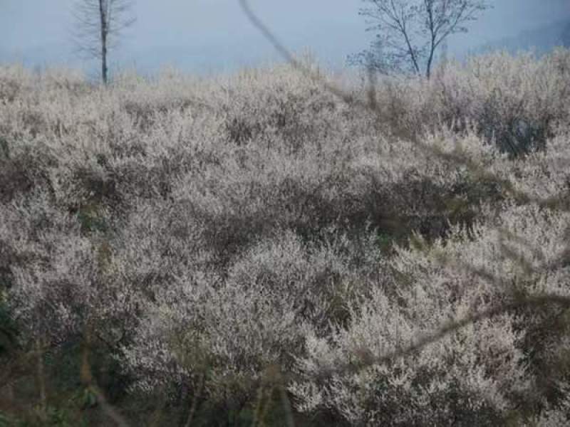 乌梅花