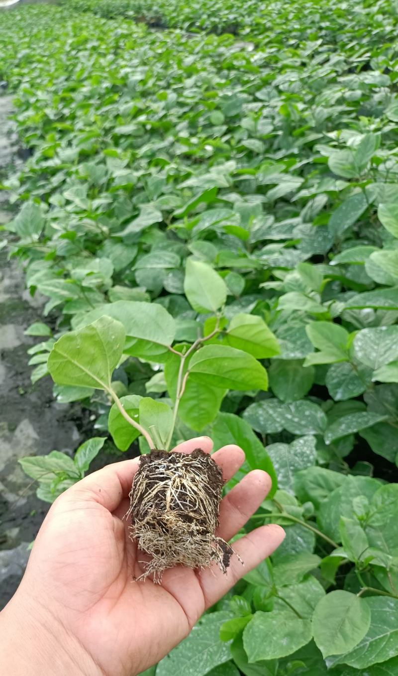 钦蜜九号苗，脱毒苗，有育苗证，包种植技术，包回收果子！