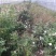 香樟树苗