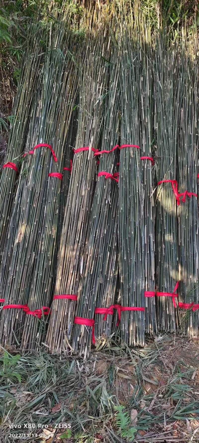 小竹子，货源充足，欢迎老板采购