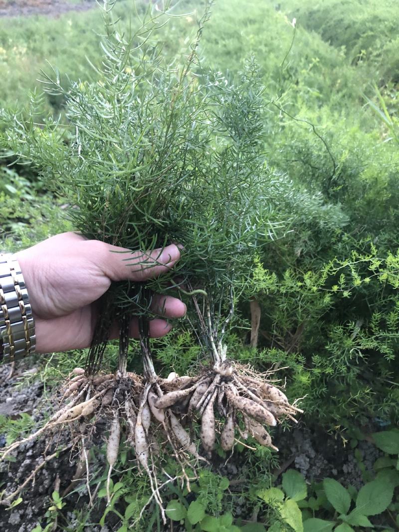 大天冬苗300多万现苗种植收成快产量高长年有货欢迎预定