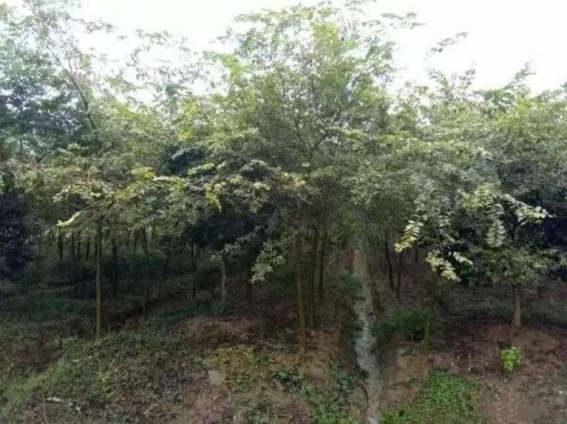 红榉苗