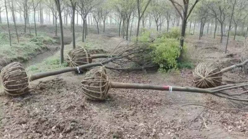 红榉苗