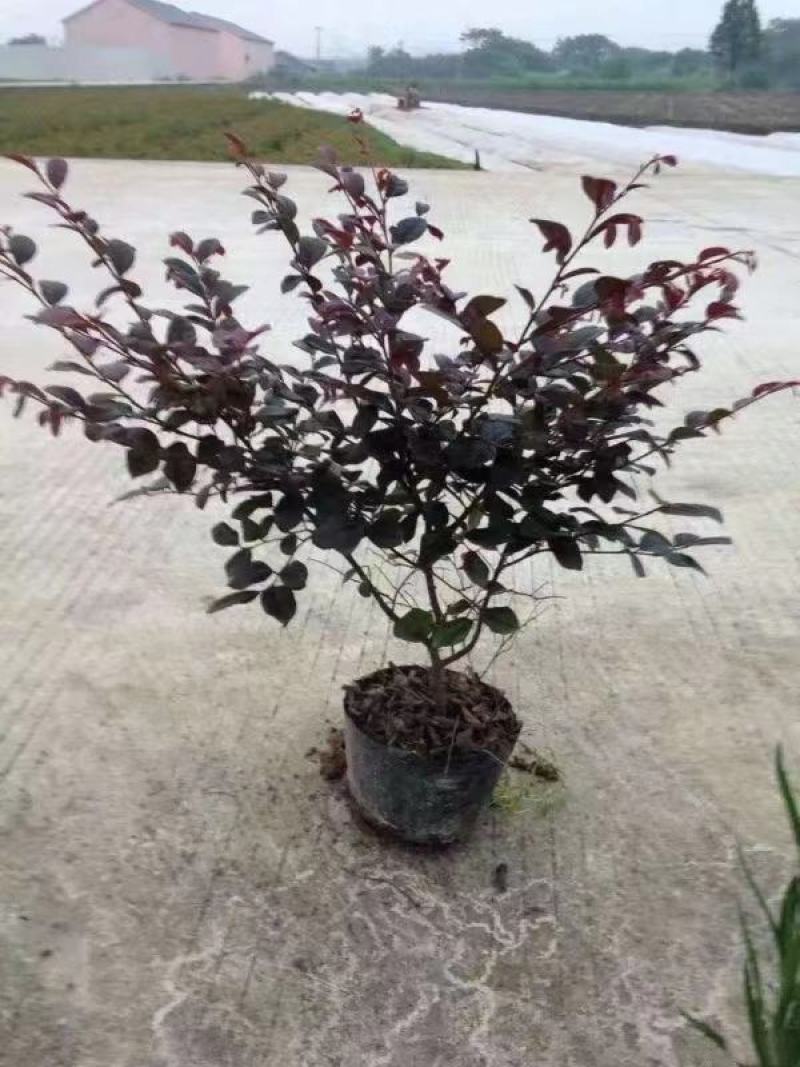 红花继木