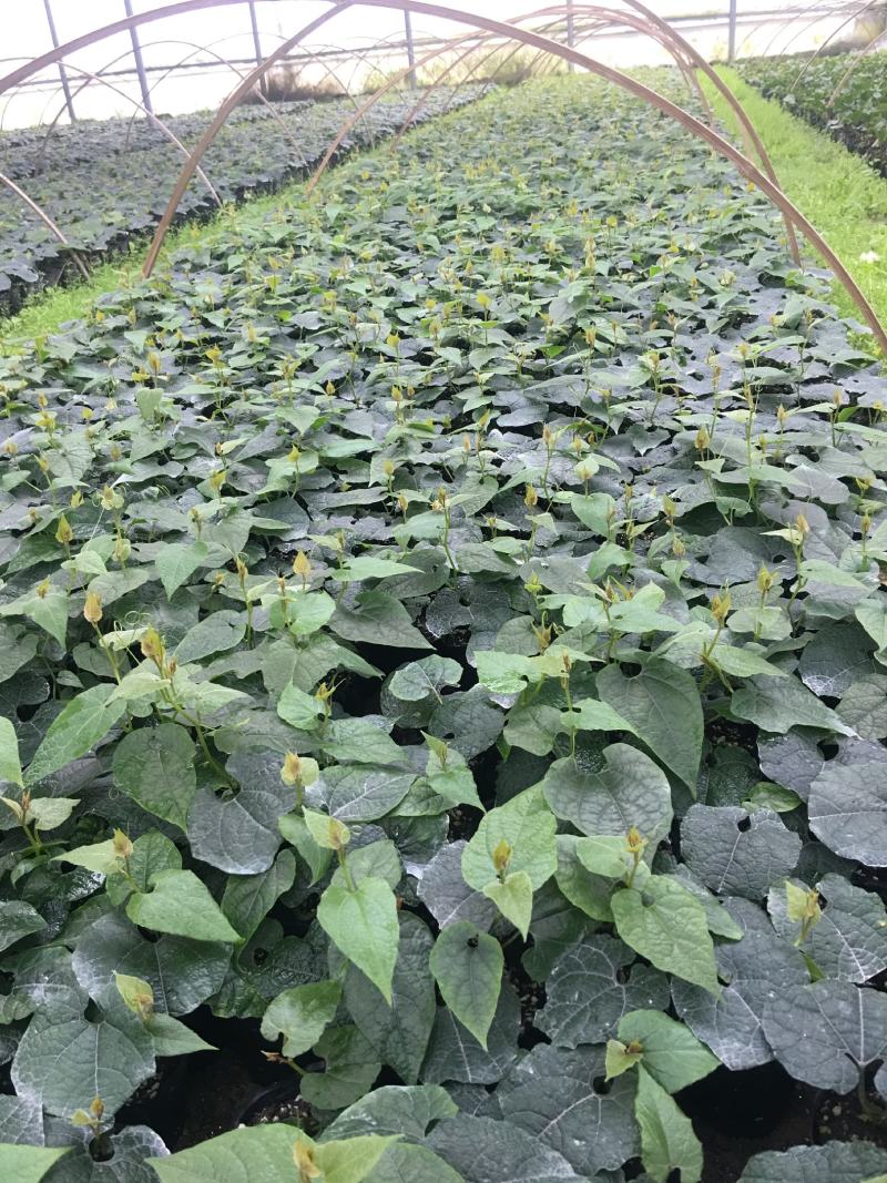 罗汉果苗（青皮果，可视频看苗、技术指导，包回收果子）