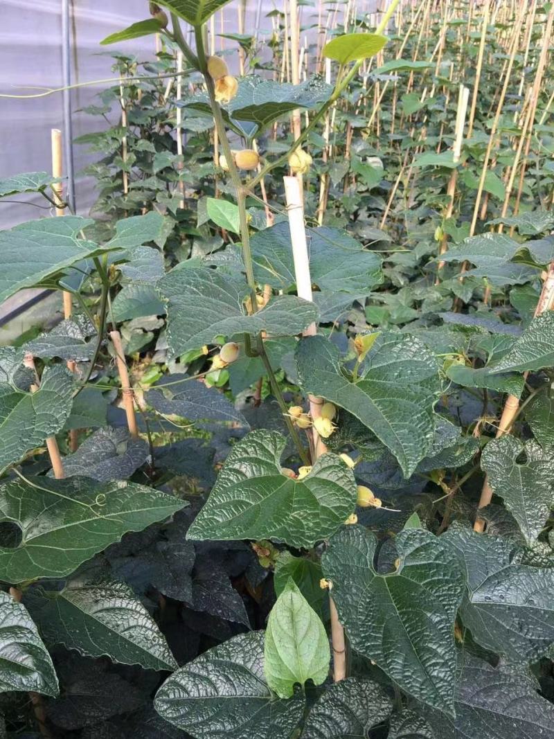罗汉果苗（青皮果，可视频看苗、技术指导，包回收果子）