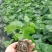 钦蜜9号黄金百香果苗芭乐味、蜂蜜味黄金百香果苗
